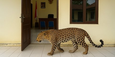 Macan Tutul yang Masuk Hotel di Bandung Kini Diobservasi di Lembang Park Zoo
